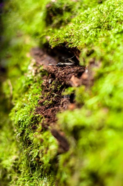 树核上的苔藓 — 图库照片