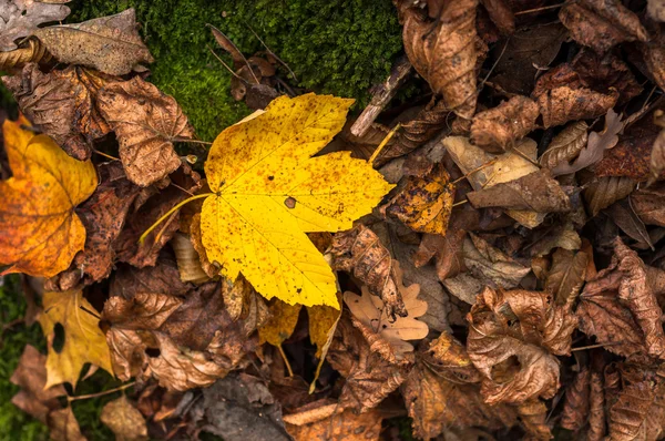 Nahaufnahme von einigen herbstlichen Blättern — Stockfoto