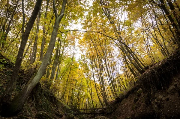 Foto otoñal en un bosque — Foto de Stock