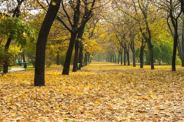 Autumnal photo in a forest — Stock Photo, Image