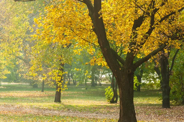 Autumnal photo in a forest — Stock Photo, Image