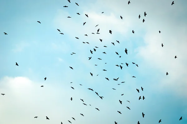 A large group of crows — Stock Photo, Image