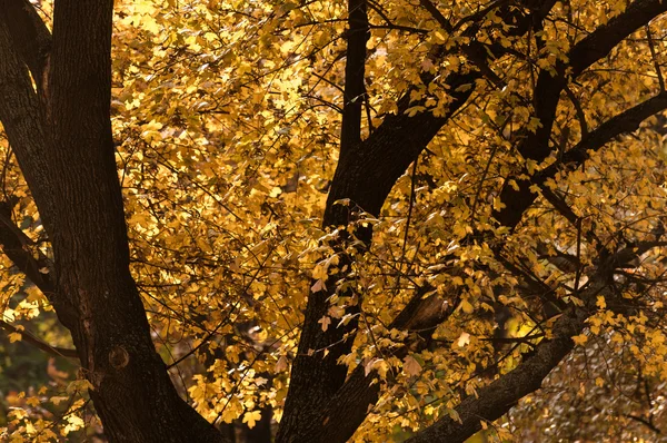 Foto autunnale in una foresta — Foto Stock