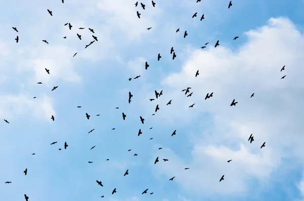 A large group of crows — Stock Photo, Image