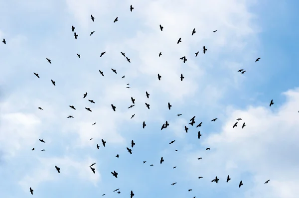 Um grande grupo de corvos — Fotografia de Stock