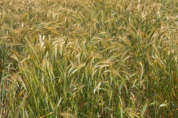 Dry wheat closeup photo — Stock Photo, Image