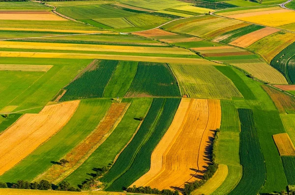 Big field ready to harvest — Stock Photo, Image