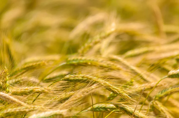 Suchý pšenice closeup fotografie — Stock fotografie