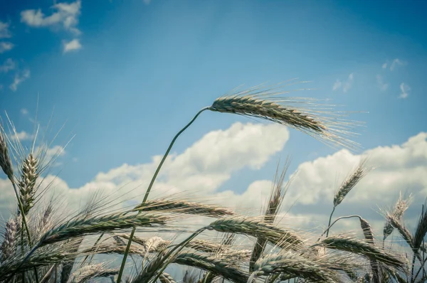 Dry wheat closeup photo — Stock Photo, Image