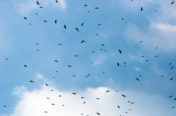 A large group of crows — Stock Photo, Image