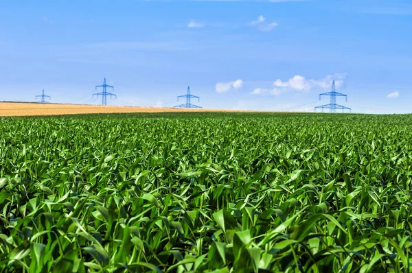 Industriële landbouwgrond vóór oogst — Stockfoto