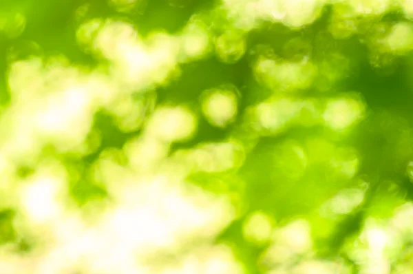 アウト フォーカスの背景の緑 — ストック写真