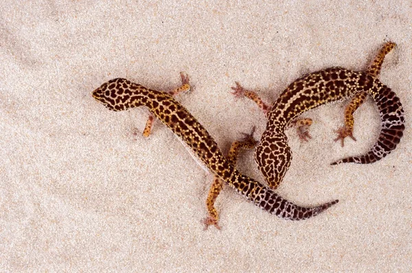 Two little geckos in the sand — Stock Photo, Image