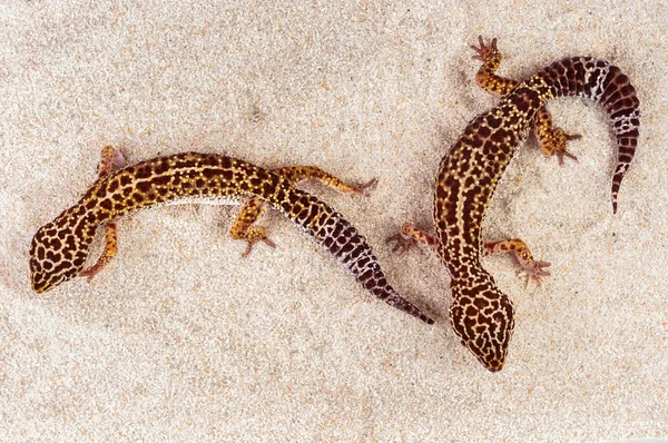 Two little geckos in the sand — Stock Photo, Image