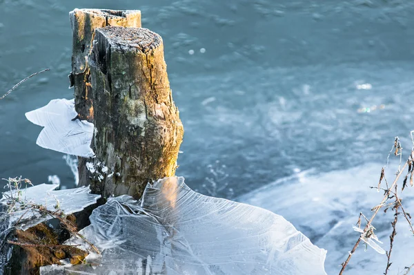 Trädstam frusen i isen — Stockfoto