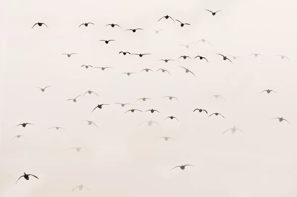 Bazı kuşlar soğuk kışın keyfini çıkarın. — Stok fotoğraf