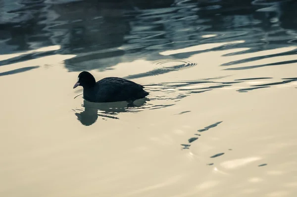 Certains oiseaux apprécient le froid hivernal — Photo