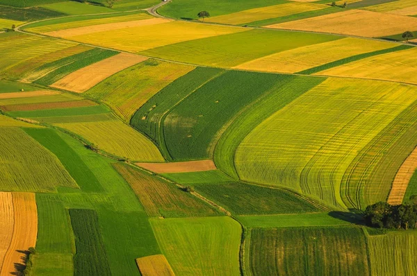 Campos verdes vista aérea antes de la cosecha — Foto de Stock