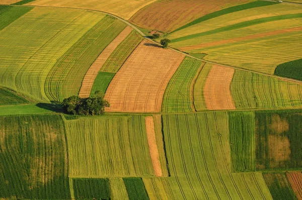 Campos verdes vista aérea antes da colheita — Fotografia de Stock