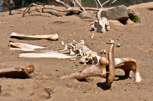 Resterna av ett dött djur i sanden — Stockfoto
