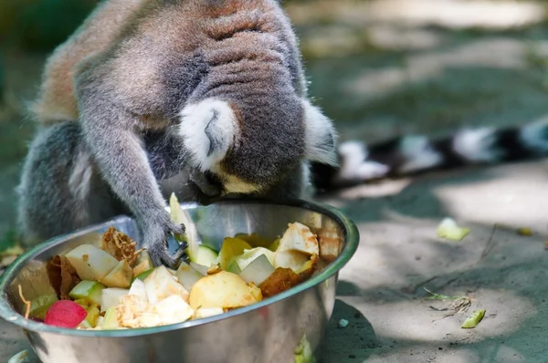 Małpy jedzenie owoców — Zdjęcie stockowe
