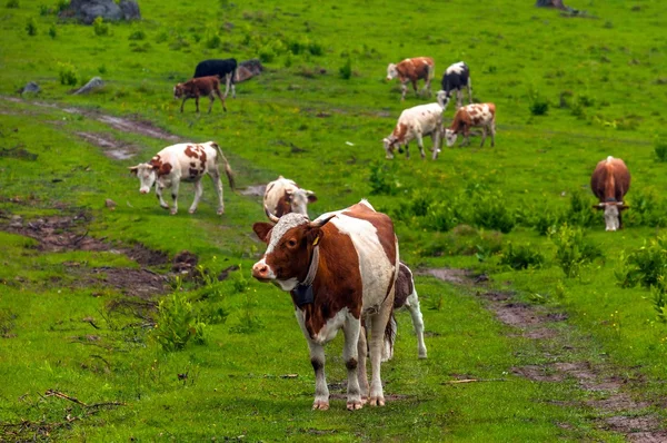 Some cows at the mountains — Stock Photo, Image