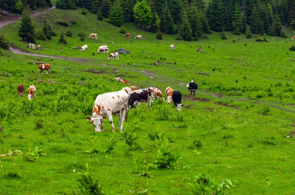 Some cows at the mountains — Stock Photo, Image