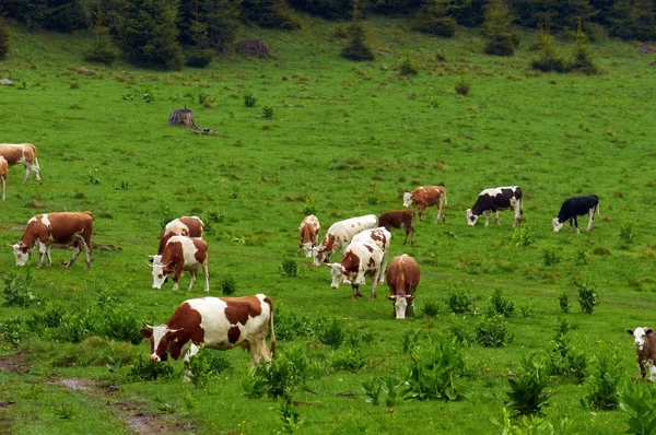 Some cows at the mountains — Stock Photo, Image