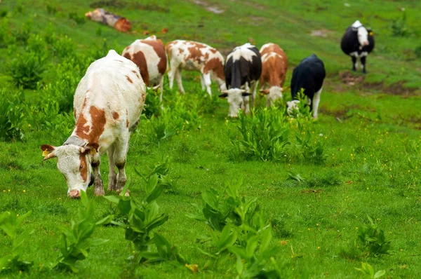 Some cows at the mountains — Stock Photo, Image