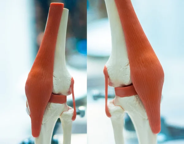 Foto medica di muscoli artificiali e ossa — Foto Stock