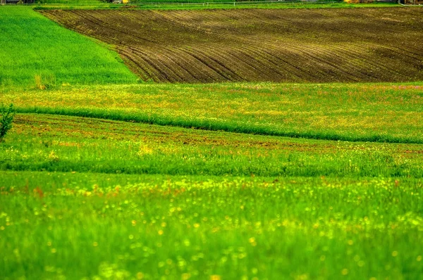 Gröna fält med grönt gräs — Stockfoto