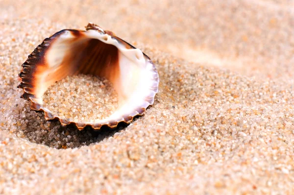 Coquille de mer en sable doux — Photo