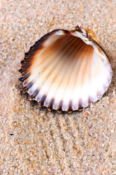 Coquille de mer en sable doux — Photo