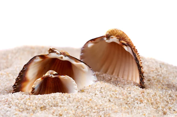 Sea shell in soft sand — Stockfoto