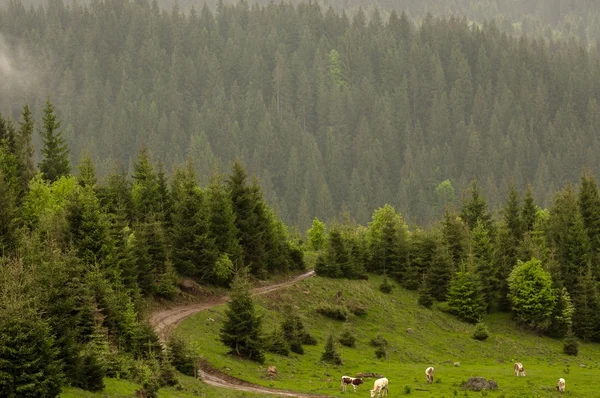 Hermoso paisaje en las montañas —  Fotos de Stock