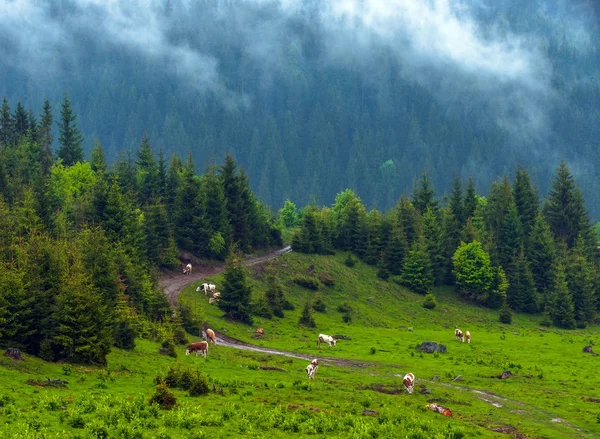 Prachtige landschap op de bergen — Stockfoto