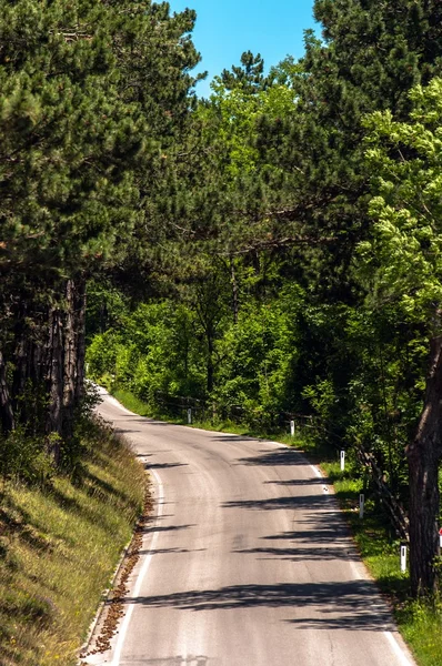 Vägen i skogen på en solig dag — Stockfoto