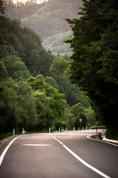 Estrada na floresta — Fotografia de Stock