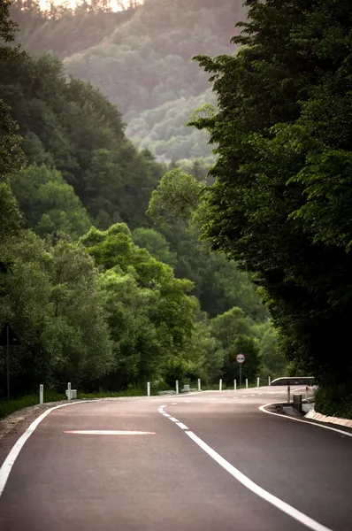 Ormanda yol — Stok fotoğraf