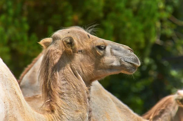 Camello divertido en el zoológico foto de cerca — Foto de Stock