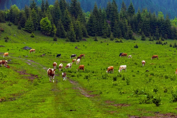 Niektóre krowy w górach — Zdjęcie stockowe
