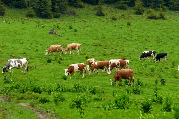 Some cows at the mountains — Stock Photo, Image