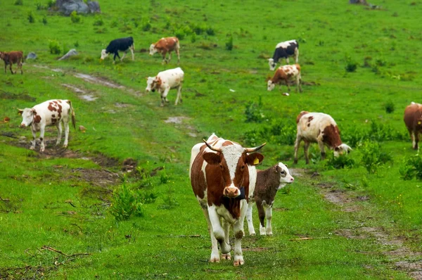 Néhány tehén, a hegyek — Stock Fotó