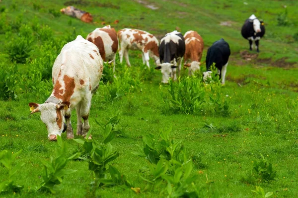 Несколько коров в горах — стоковое фото