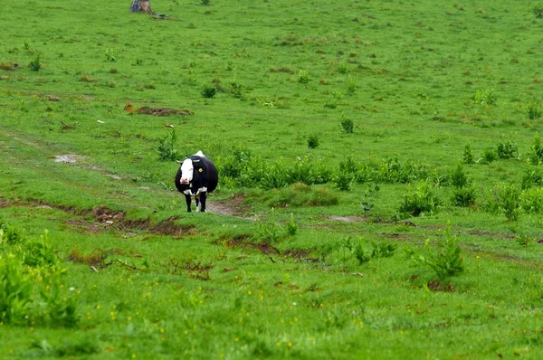 Some cows at the mountains — Stock Photo, Image