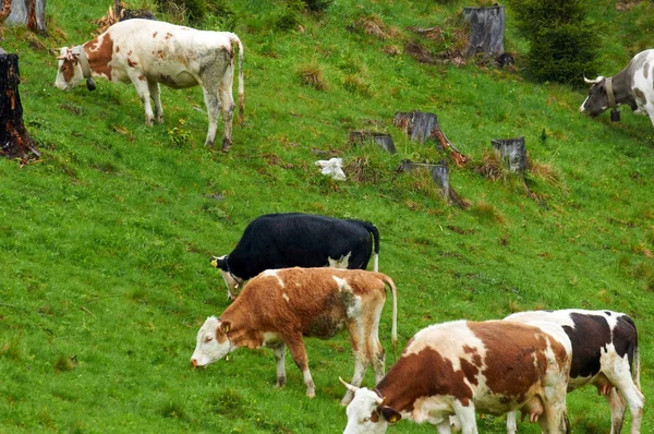 Algunas vacas en las montañas — Foto de Stock