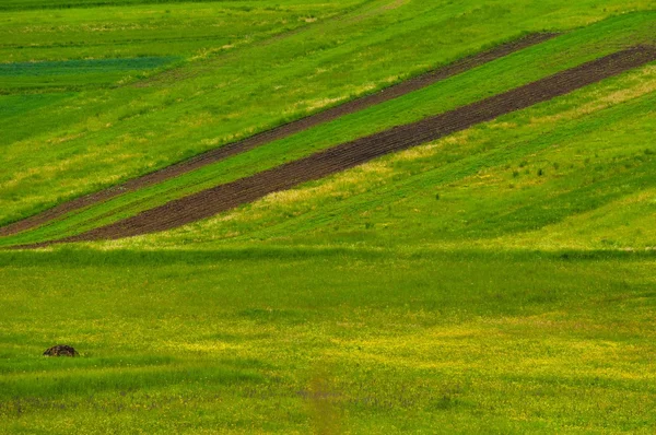 Campos verdes com grama verde — Fotografia de Stock