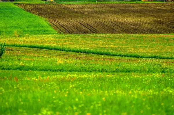 Champs verts avec herbe verte — Photo