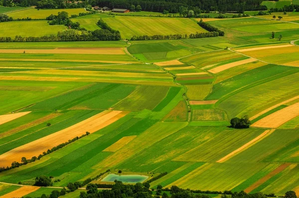 Champs verts vue aérienne avant récolte — Photo