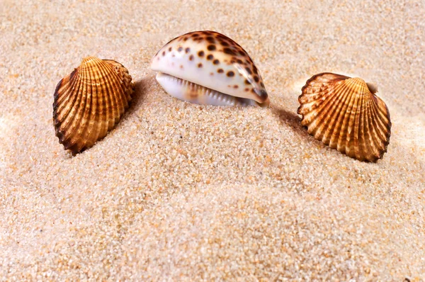 Coquille de mer en sable doux — Photo